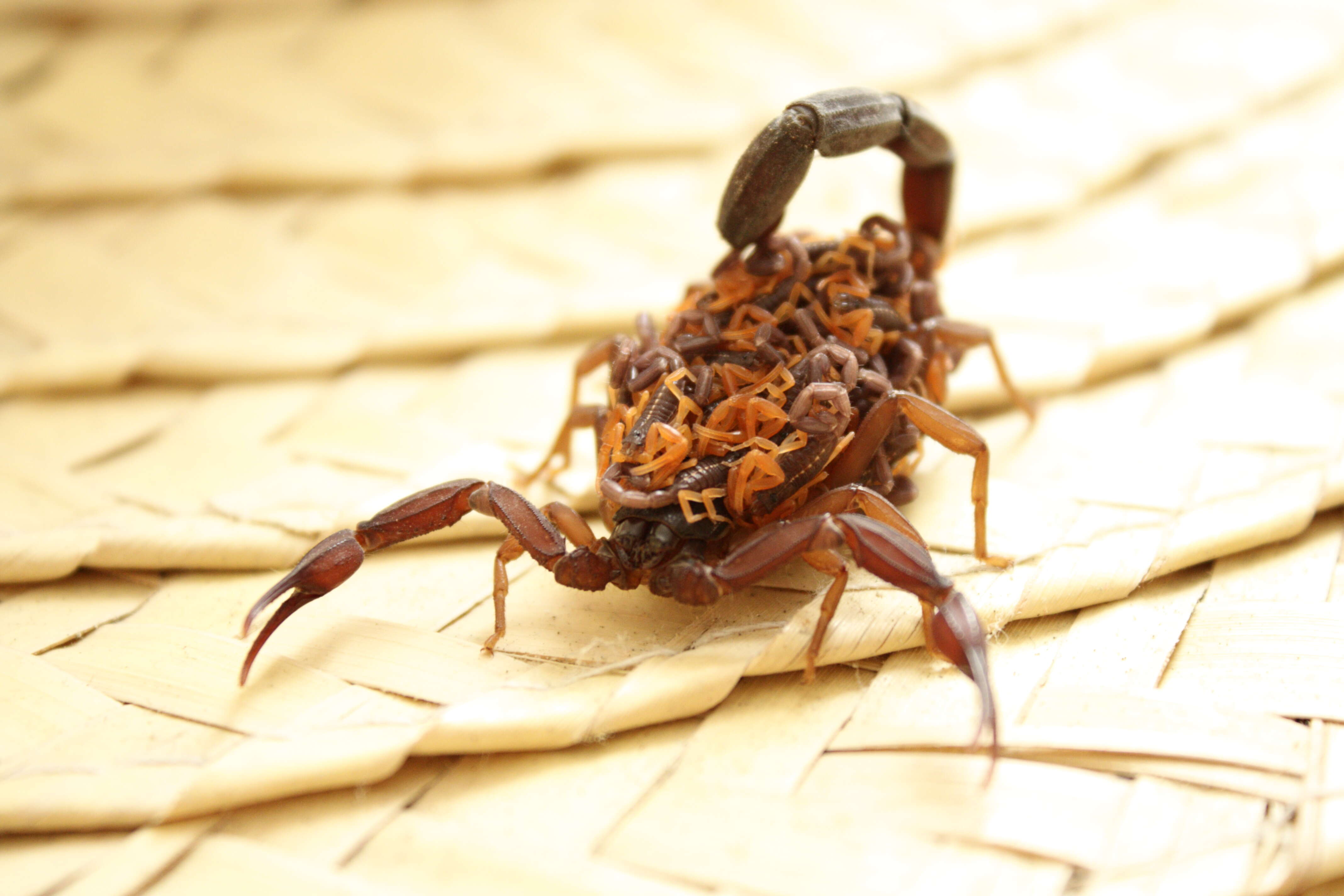 Image of Florida Bark Scorpion