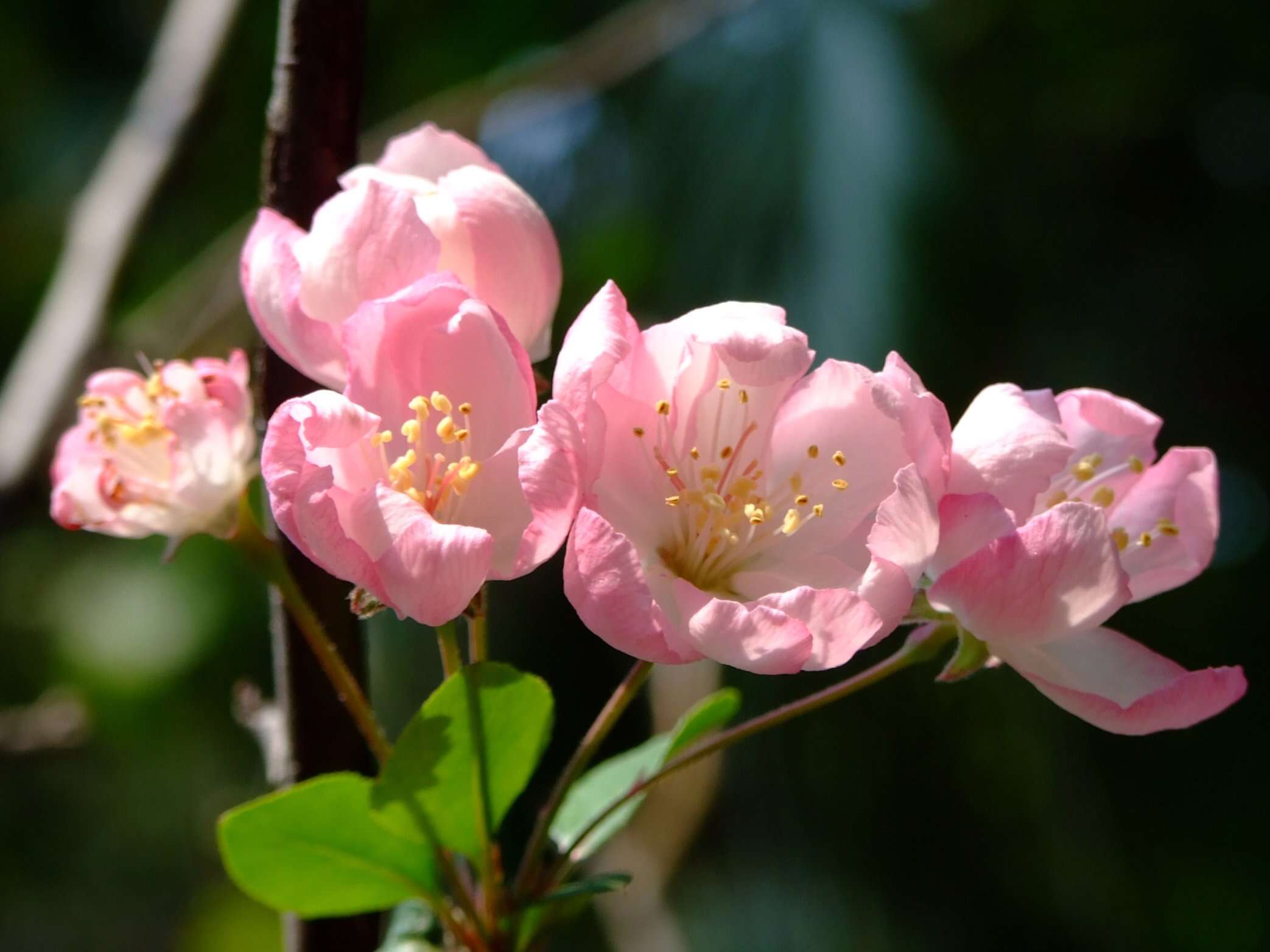 Слика од Malus halliana Koehne