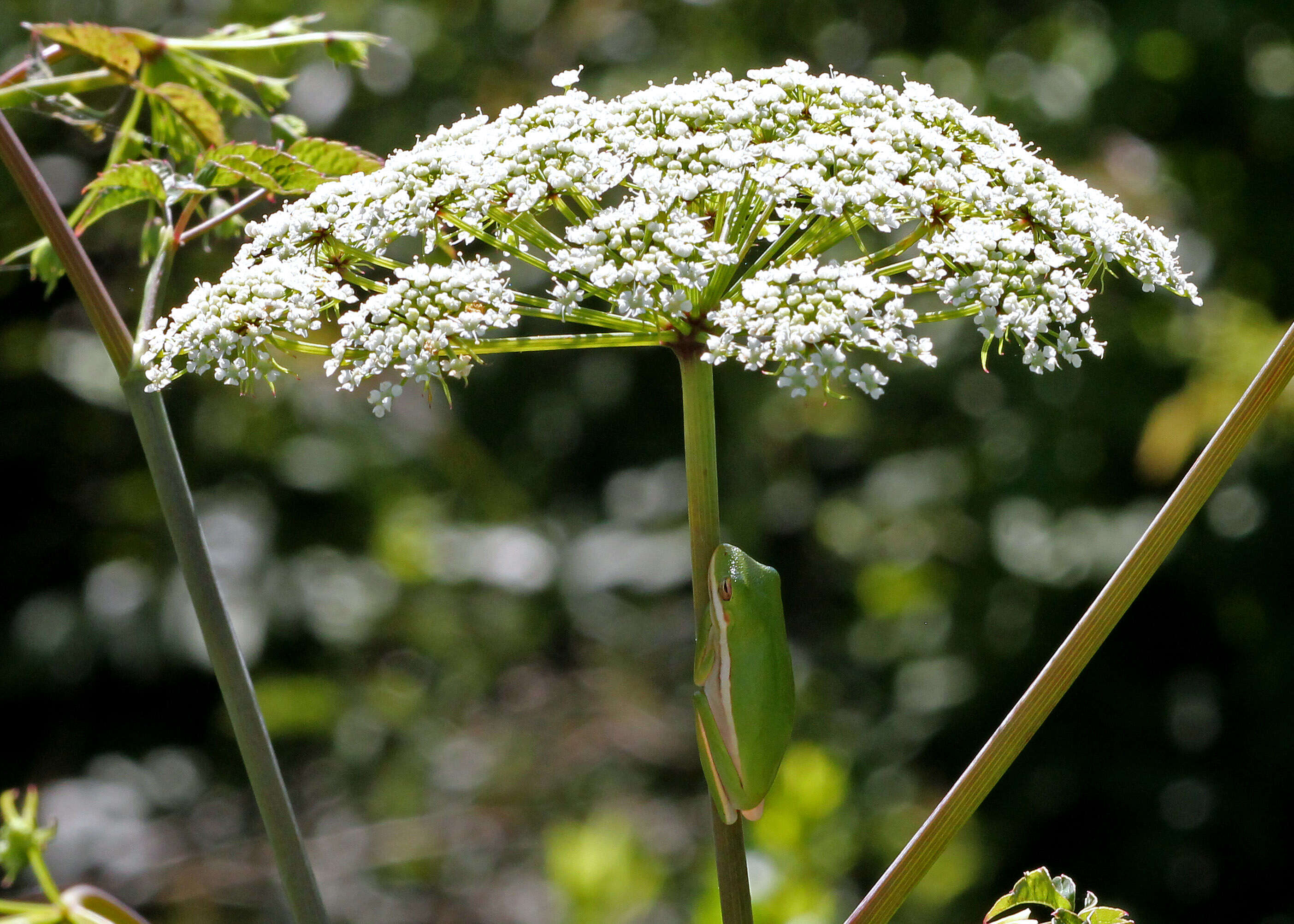 Image of water hemlock