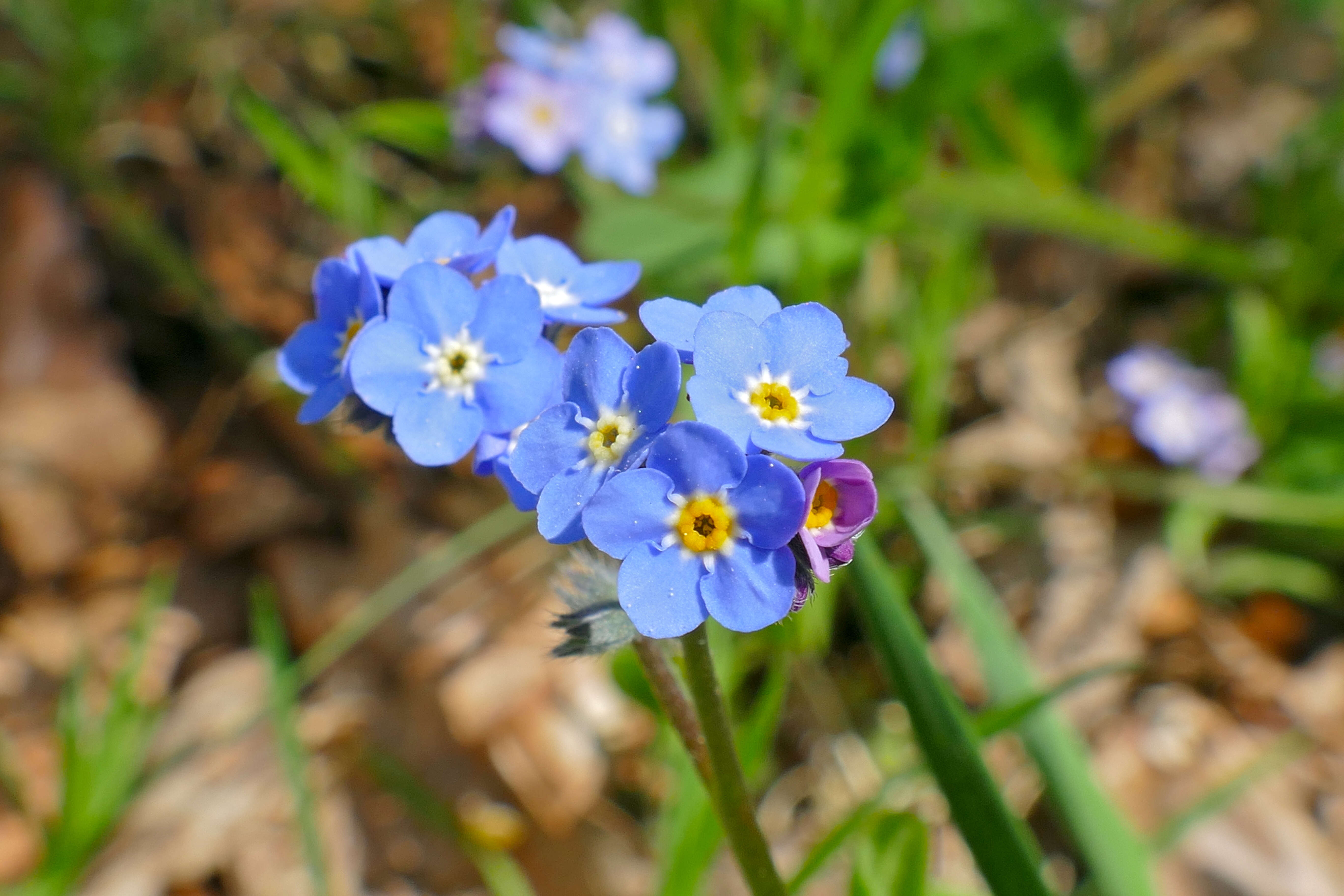 Image of forget-me-not