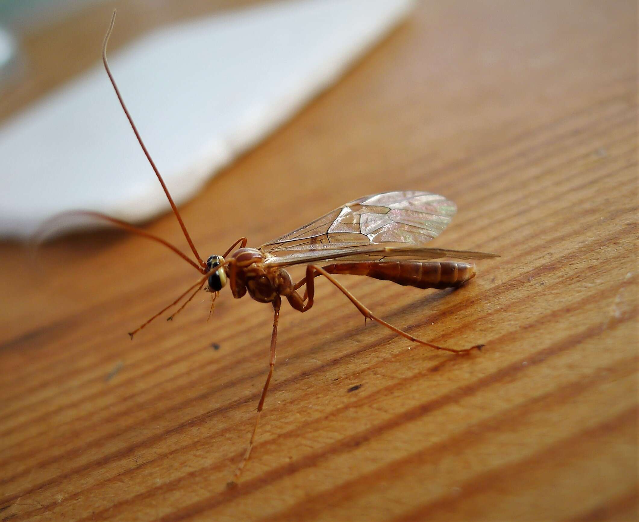 Image of Short-tailed Ichneumon Wasps