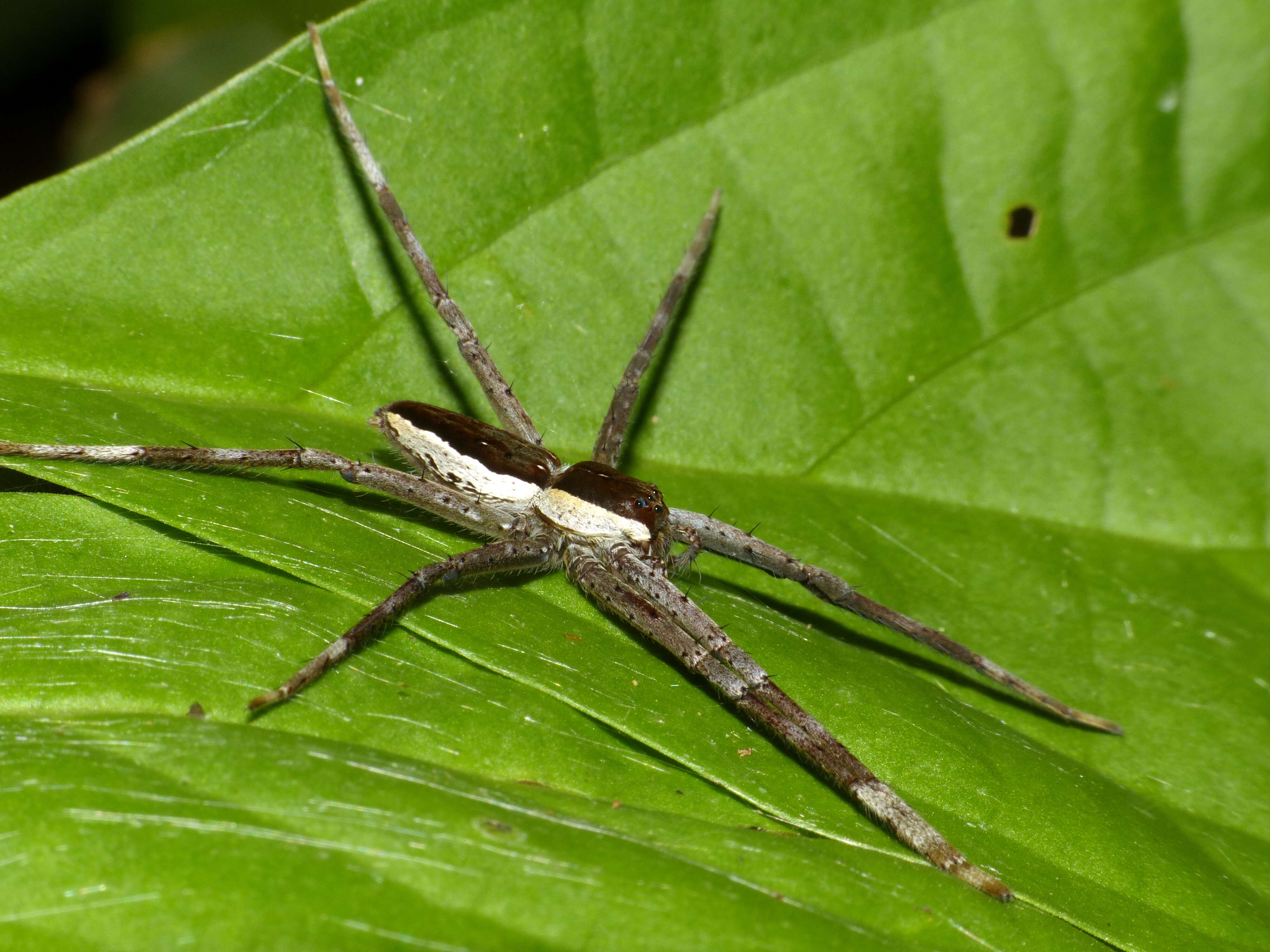 Image of Dolomedes saganus Bösenberg & Strand 1906