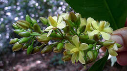 صورة Ouratea gigantophylla (Erhard) Engl.