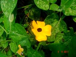 Image of blackeyed Susan vine