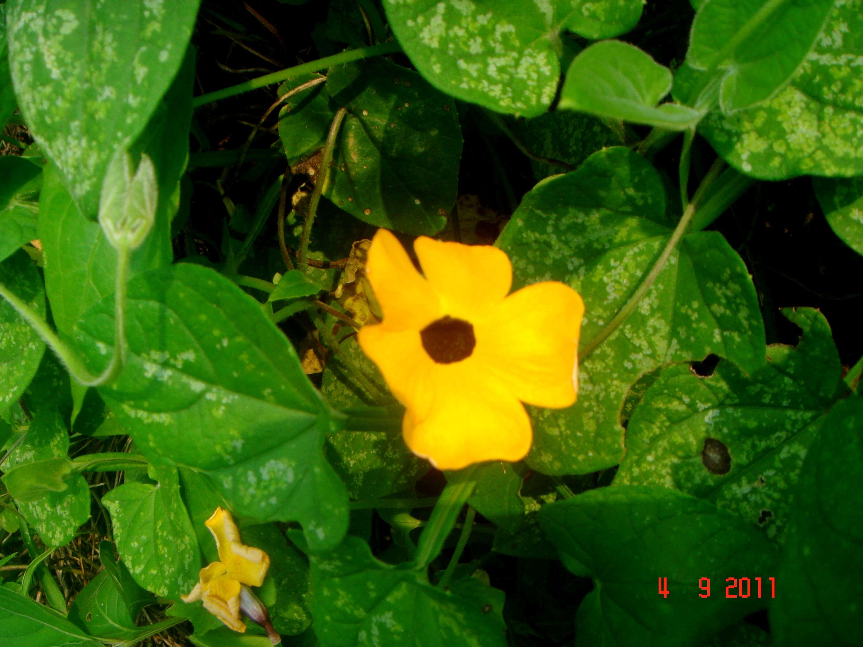 Image of blackeyed Susan vine