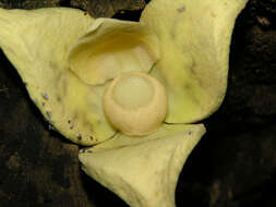 Image of soursop