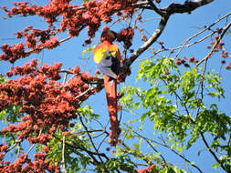 Image of Scarlet Macaw