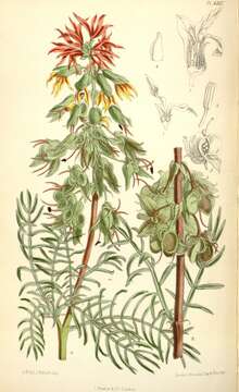 Image de Melianthus pectinatus subsp. pectinatus