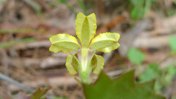 Image of Goodenia rotundifolia R. Br.