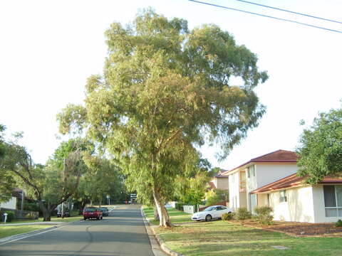 Image of Eucalyptus scoparia Maiden
