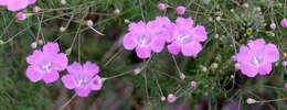 Image of false foxglove