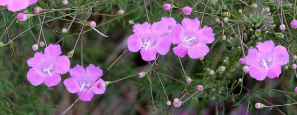 Image of Seminole False Foxglove