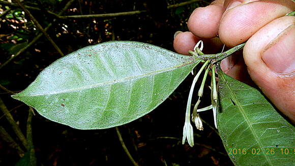 Image of false coffee