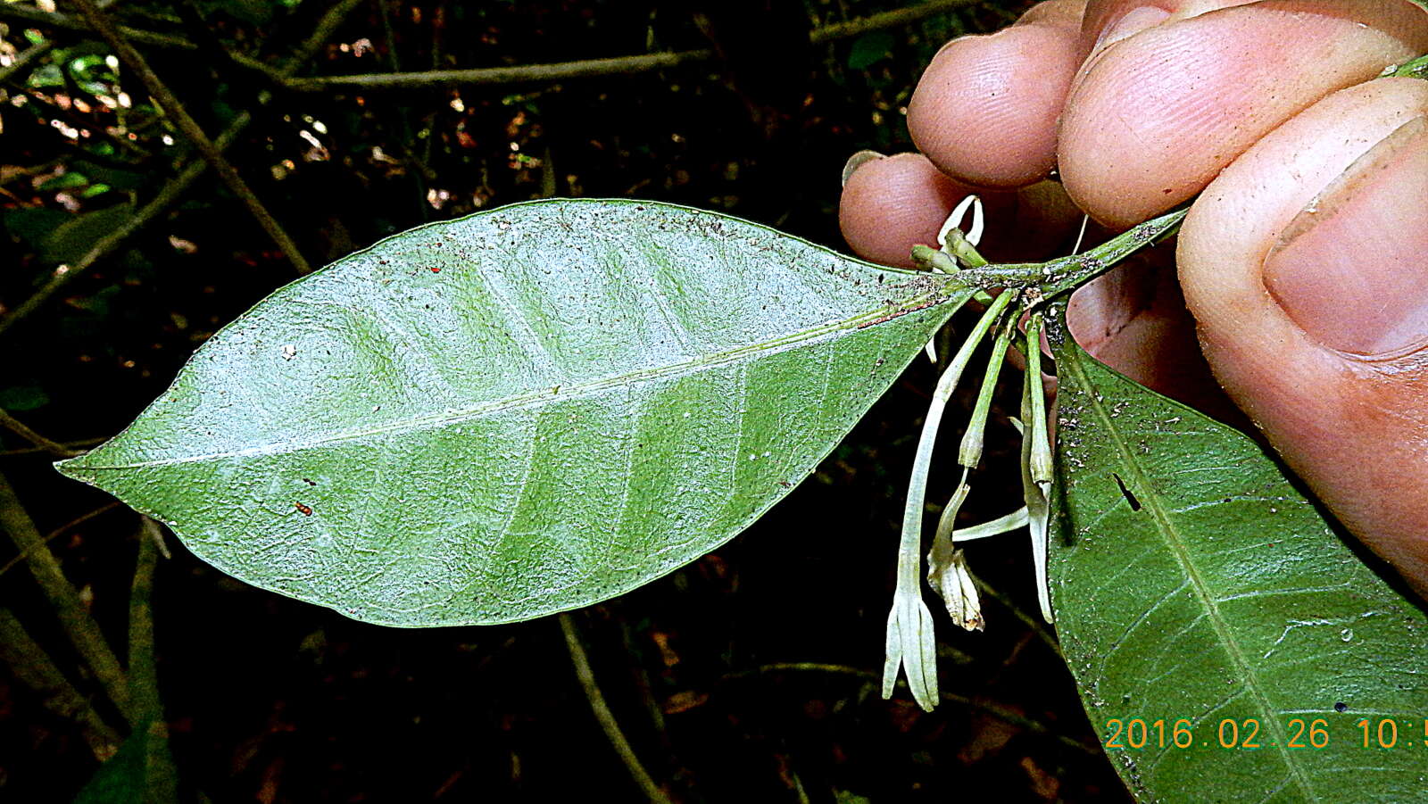 Image of false coffee