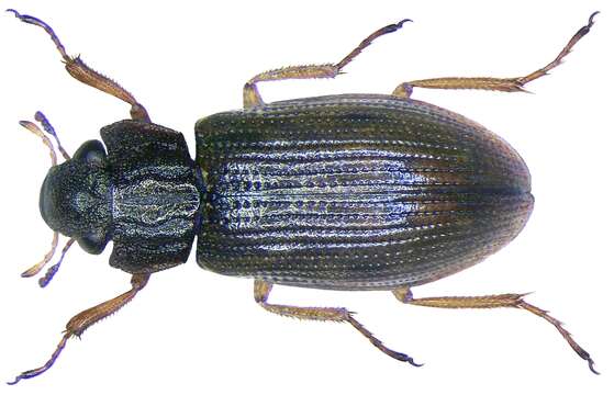 Image of Helophorus