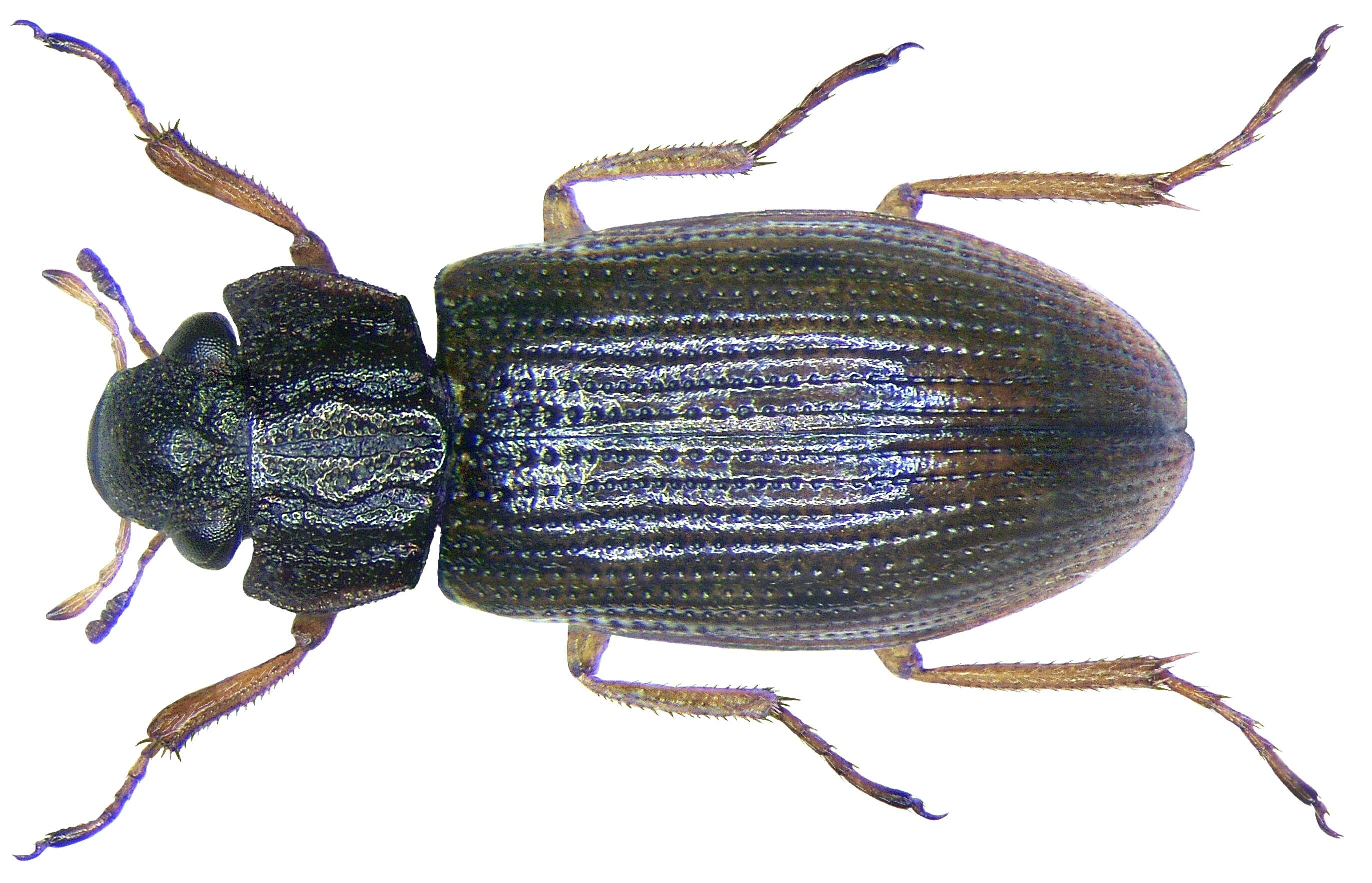 Image of Helophoridae