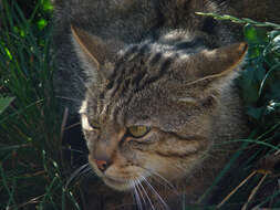 Image of wild cat