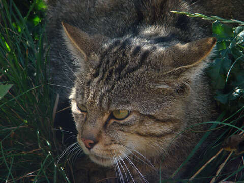 Image of European Wildcat