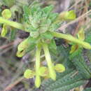 Image of Hedbergia decurva (Hochst. ex Benth.) A. Fleischm. & Heubl