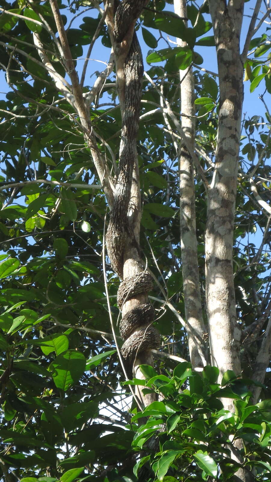 Imagem de Banisteriopsis nummifera (A. Juss.) B. Gates