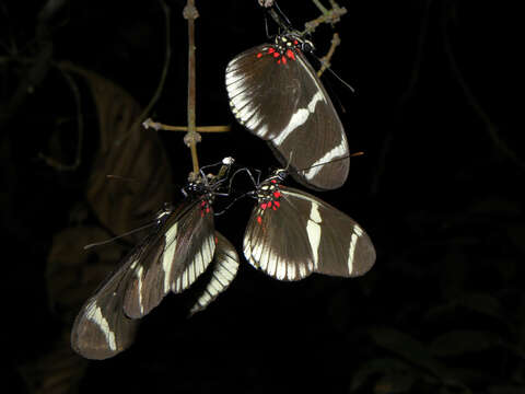 Heliconius sara theudela Hewitson 1874的圖片