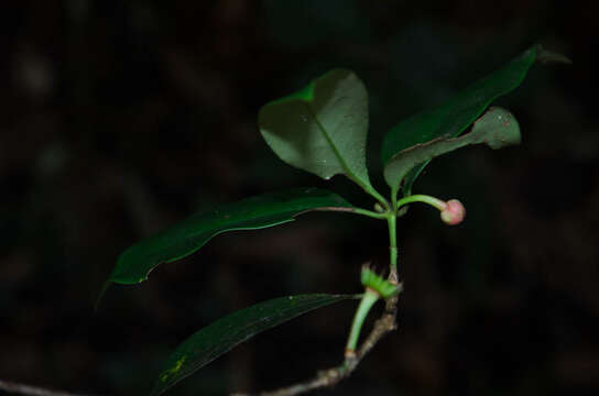 Image de Illicium parvifolium Merr.