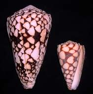 Image of cone snails