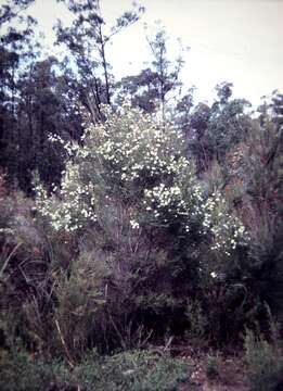 Image of swamp paperbark