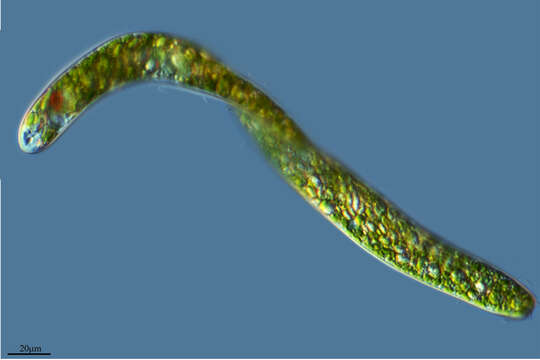 Imagem de Euglena ehrenbergii Klebs 1883