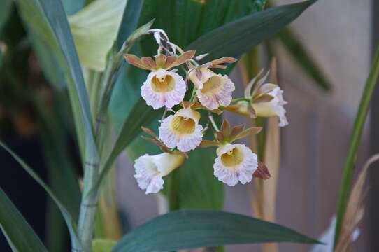 Image of Orchidaceae