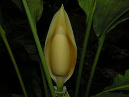 Image of Cyclanthus