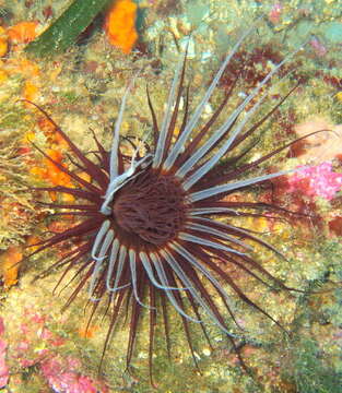 Image of ceriantharian anemones