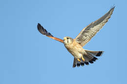 Image of Australian Kestrel