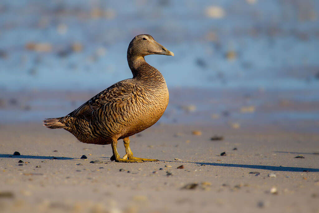 Image of Eider