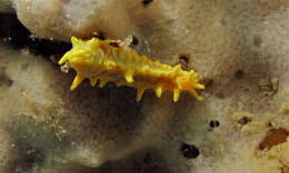 Image of robust sea cucumber