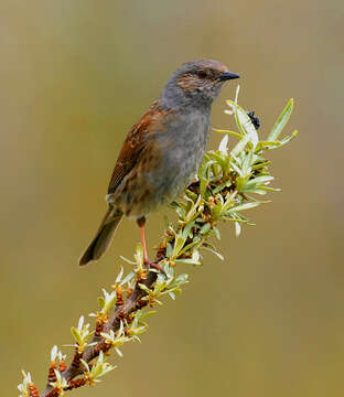 Image of Dunnock