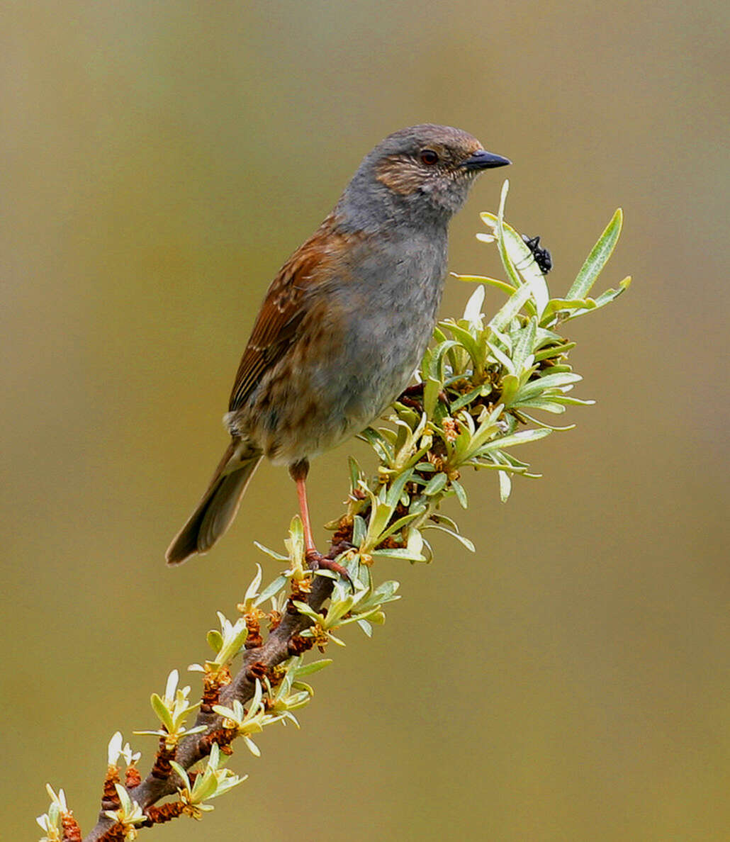 صورة Prunellidae