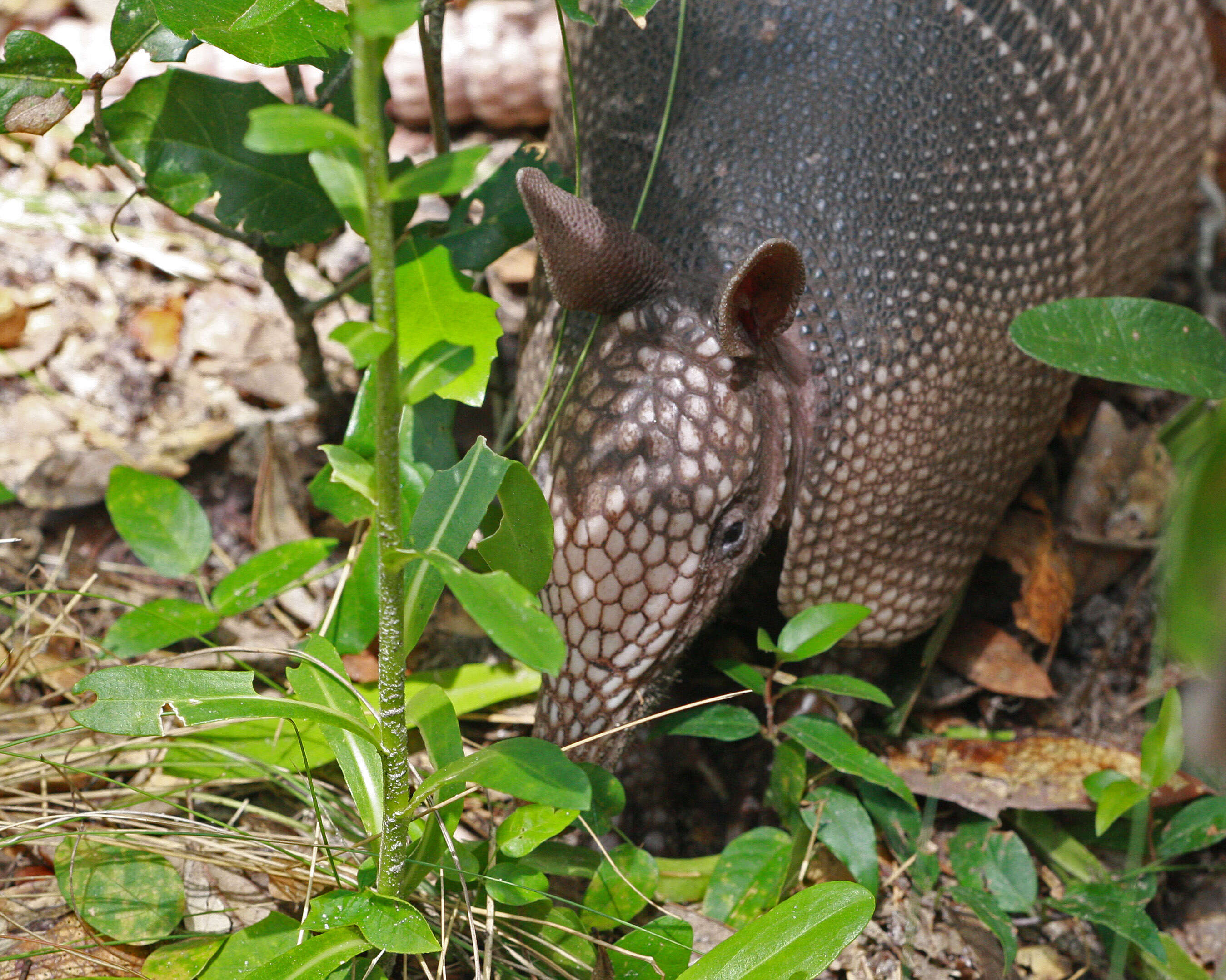 Image of long-nosed armadillos