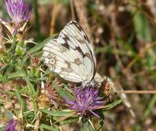 Plancia ëd Melanargia lachesis Hübner 1790