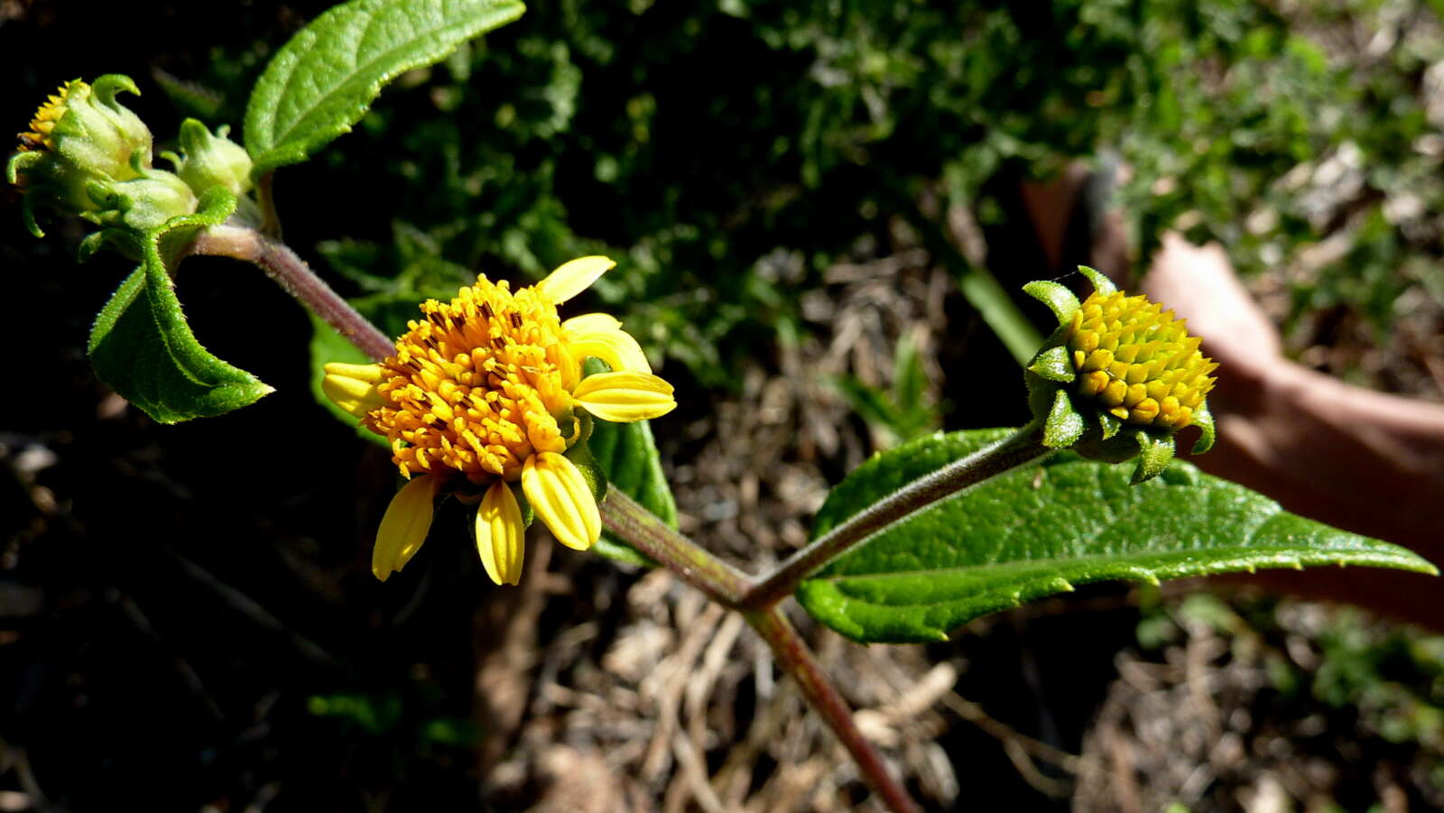 Image of Tilesia