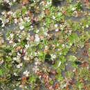 Image of Chihuahuan Water-Clover