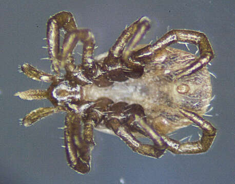 Image of Ixodes Latreille 1795