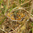 Image of Melitaea phoebe Denis & Schiffermüller 1775