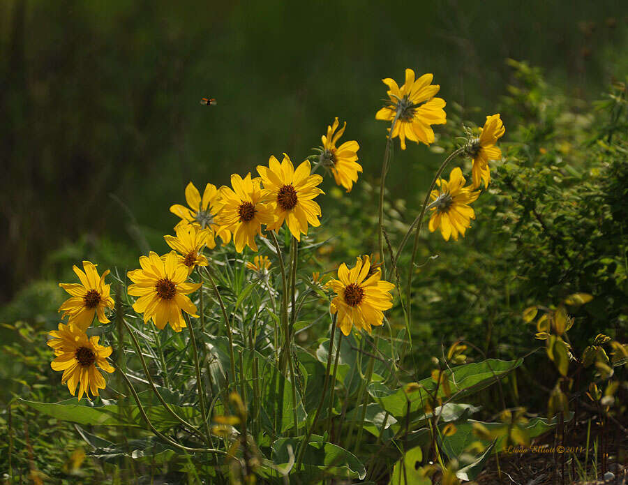 Sivun Balsamorhiza kuva