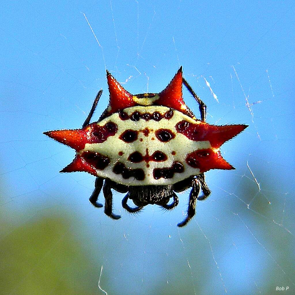 Image of Spiny orb-weaver