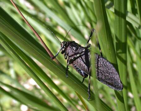 Image of Acripeza