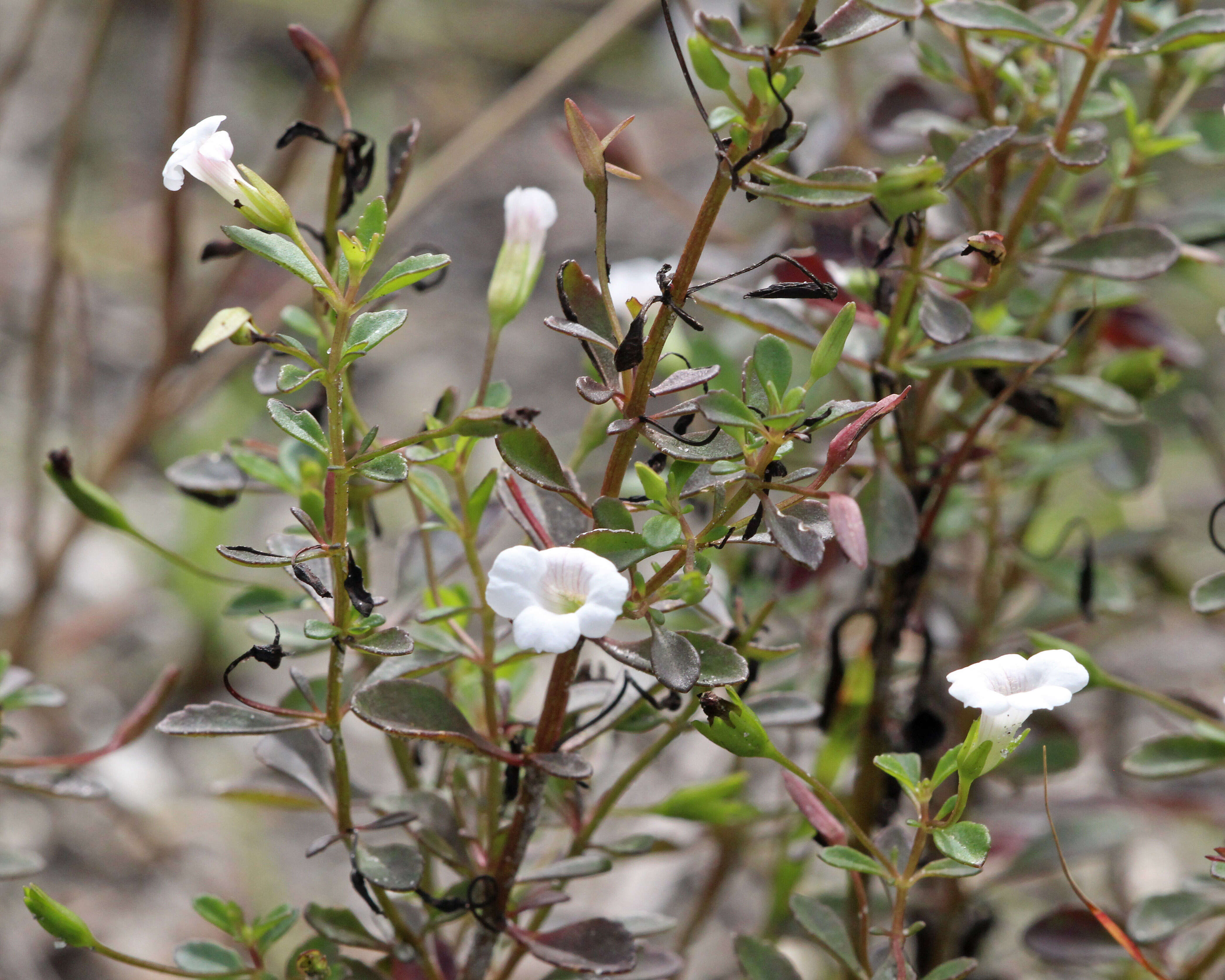 Mecardonia acuminata (Walt.) Small resmi