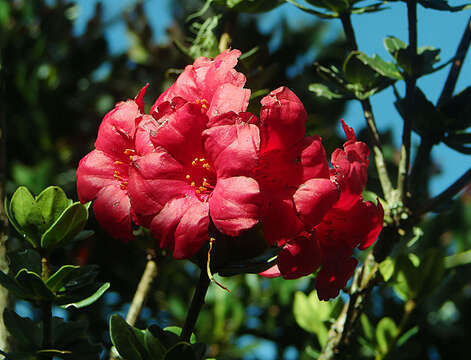 Image of Rhododendron buxifolium Low ex Hook. fil.