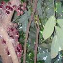 Image of Aristolochia Tree