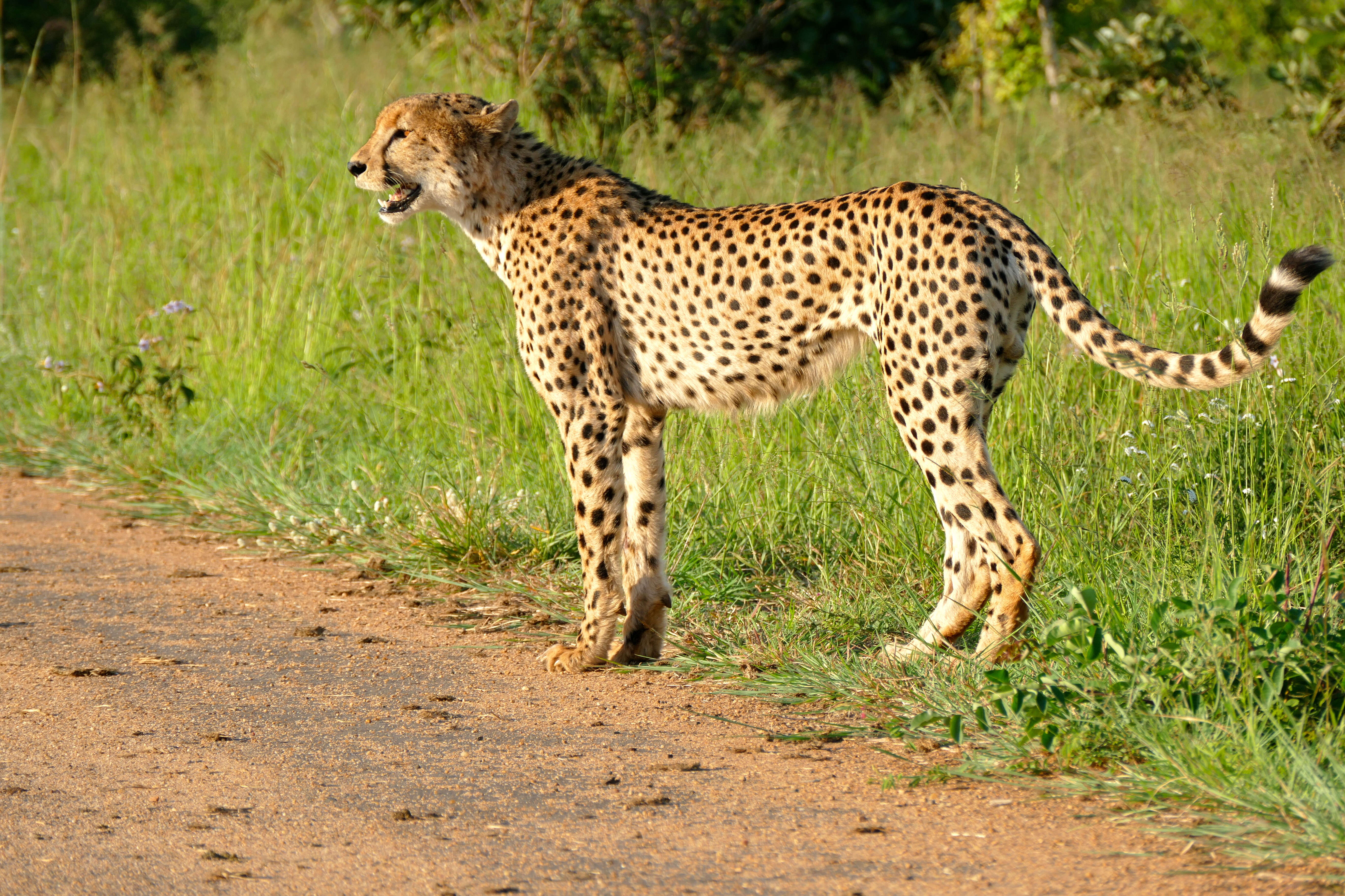 Image of Acinonyx Brookes 1828